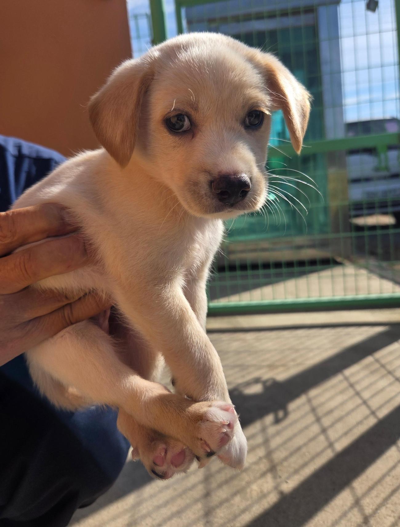 종료(입양) 믹스견…